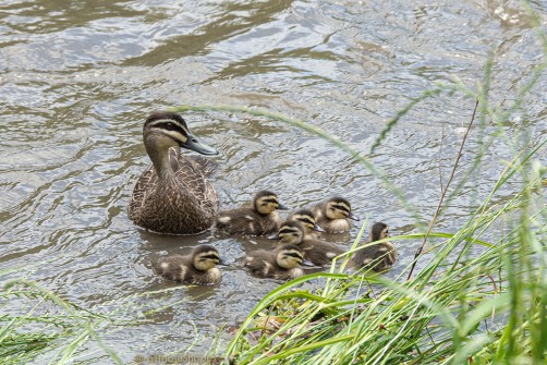 all-those-shapes_-_dr41n5-k_20221208_09_-_mumma-and-seven-ducklings