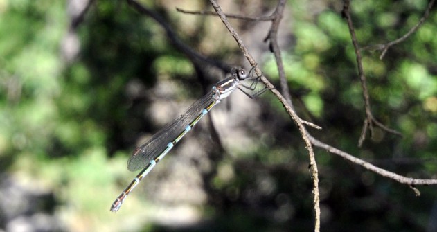 all-those-shapes_-_damsel-fly