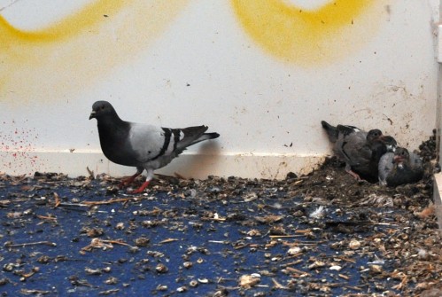 all-those-shapes_-_pigeon-babies