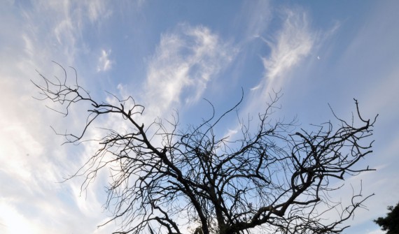 all-those-shapes_-_randoms_-_tree-cloud-shimmers_-_preston