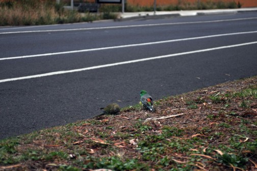 all-those-shapes_-_rosellas-and-the-road