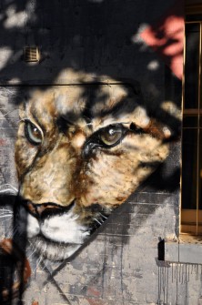 all-those-shapes_-_adnate_-_big-cat-shadows_-_north-fitzroy