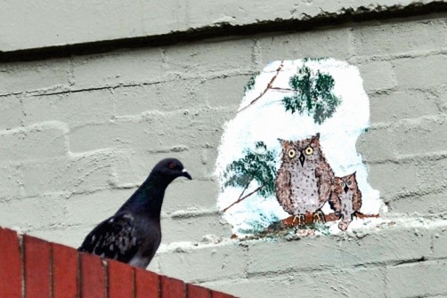 all-those-shapes_-_randoms_-_the-pigeon-and-the-owls_-_south-melbourne